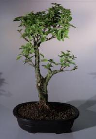 Flowering Bougainvillea Bonsai Tree<br><i>(pink pixie)</i>