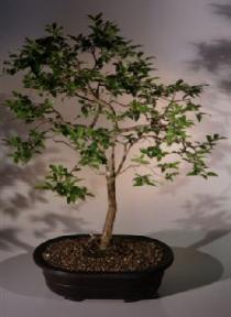 Jaboticaba Bonsai Tree<br><i>(eugenia cauliflora)</i>