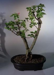 Flowering Bougainvillea Bonsai Tree<br><i>(pink pixie)</i>