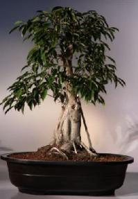 Ficus Bonsai Tree <br><i>(ficus philippenensis)</i>