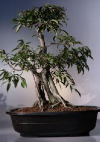 Ficus Bonsai Tree< br><i>(ficus philippenensis)</i>