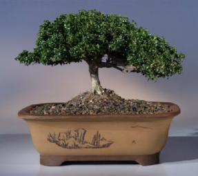 Japanese Kingsville Boxwood Bonsai Tree<br><i>(buxus microphylla compacta)</i>