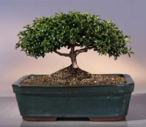 Japanese Kingsville Boxwood Bonsai Tree<br><i>(buxus microphylla compacta)</i>