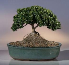 Japanese Kingsville Boxwood Bonsai Tree<br><i>(buxus microphylla compacta)</i>