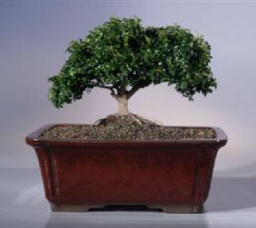 Japanese Kingsville Boxwood Bonsai Tree<br><i>(buxus microphylla compacta)</i>