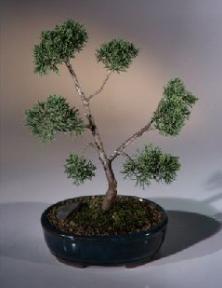 Shimpaku Juniper Bonsai Tree - Trained<br><i>(juniperus chinensis)</i>