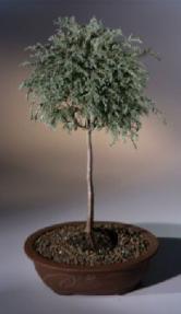 Blue Moss Cypress Bonsai Tree - Standard Upright<br><i>(chamecyparis glauca minima)</i>