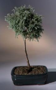 Blue Moss Cypress Bonsai Tree - Standard Upright<br><i>(chamecyparis glauca minima)</i>