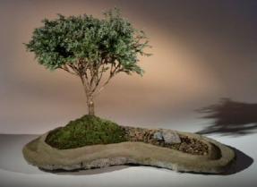 Blue Moss Cypress Bonsai Tree - Rock Slab Planting<br><i>(chamecyparis glauca minima)</i>