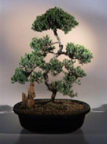 Juniper Karate Kid Bonsai Tree<br><i>(juniper procumbens nana)</i>