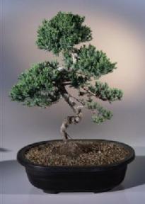 Juniper Karate Kid Bonsai Tree<br><i>(juniper procumbens nana)</i>