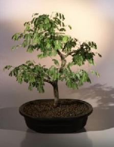 Brazilian Raintree Bonsai Tree <br><i>(pithecellobium tortum)</i>