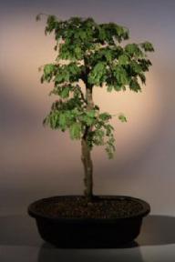 Brazilian Raintree Bonsai Tree <br><i>(pithecellobium tortum)</i>