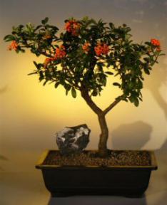 Pyracantha  Bonsai Tree <br><i>(pyracantha 'mohave')</i>