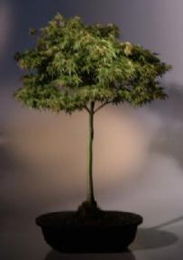 Japanese Green Maple Bonsai Tree<br><i>(acer palmatum)</i>