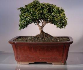 Japanese Kingsville Boxwood Bonsai Tree<br><i>(buxus microphylla compacta)</i>