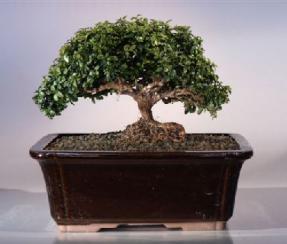 Japanese Kingsville Boxwood Bonsai Tree<br><i>(buxus microphylla compacta)</i>