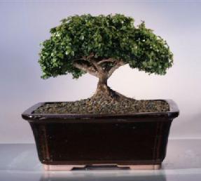 Japanese Kingsville Boxwood Bonsai Tree<br><i>(buxus microphylla compacta)</i>