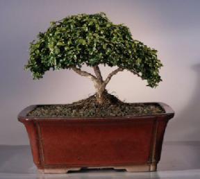 Japanese Kingsville Boxwood Bonsai Tree<br><i>(buxus microphylla compacta)</i>