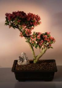 Flowering Bougainvillea Bonsai Tree<br><i>(pink pixie)</i>