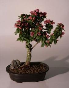 Flowering Bougainvillea<br><i>(pink pixie)</i>