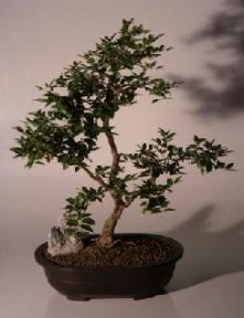 Jaboticaba Bonsai Tree<br><i>(eugenia cauliflora)</i>