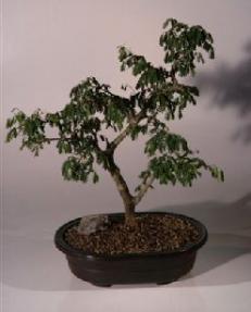 Brazilian Raintree Bonsai Tree <br><i>(pithecellobium tortum)</i>