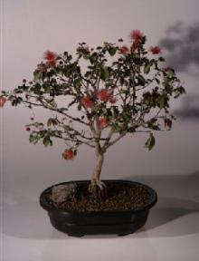 Flowering Powder Puff Bonsai Tree<br><i>(Calliandra Haematocephala)</i>