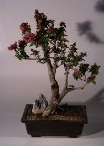 Flowering Bougainvillea Bonsai Tree<br><i>(pink pixie)</i>