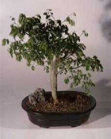 Brazilian Raintree Bonsai Tree <br><i>(pithecellobium tortum)</i>