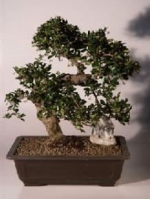 Fukien Tea Bonsai Tree <br><i>(ehretia microphylla)</i>