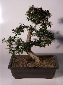 Fukien Tea Bonsai Tree <br><i>(ehretia microphylla)</i>