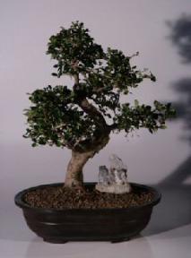 Fukien Tea Bonsai Tree <br><i>(ehretia microphylla)</i>