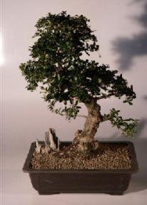 Fukien Tea Bonsai Tree <br><i>(ehretia microphylla)</i>