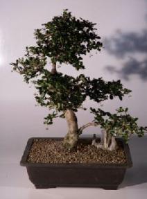 Fukien Tea Bonsai Tree <br><i>(ehretia microphylla)</i>