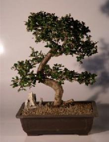 Fukien Tea Bonsai Tree <br><i>(ehretia microphylla)</i>