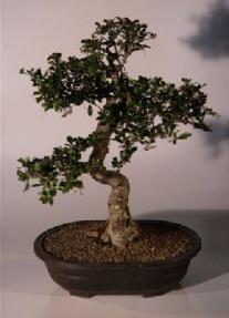 Fukien Tea Bonsai Tree <br><i>(ehretia microphylla)</i>