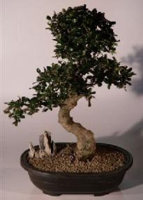 Fukien Tea Bonsai Tree <br><i>(ehretia microphylla)</i>