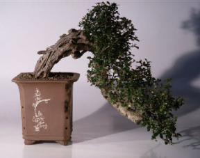Fukien Tea Bonsai Tree - Cascade  Style<br><i>(ehretia microphylla)</i>
