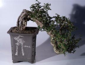 Fukien Tea Bonsai Tree - Cascade  Style<br><i>(ehretia microphylla)</i>