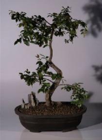 Jaboticaba Bonsai Tree<br><i>(eugenia cauliflora)</i>