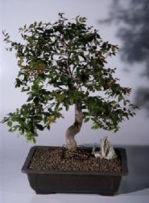 Jaboticaba Bonsai Tree<br><i>(eugenia cauliflora)</i>