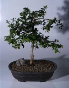 Jaboticaba Bonsai Tree<br><i>(eugenia cauliflora)</i>