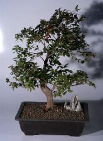 Jaboticaba Bonsai Tree<br><i>(eugenia cauliflora)</i>