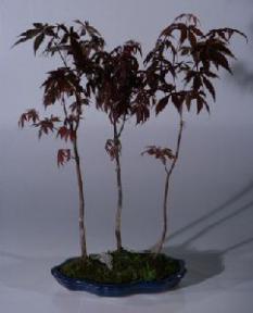 Japanese Red Maple Bonsai Tree - 3 Tree Forest Group<br><i>(acer palmatum 'atropurpurea')</i>