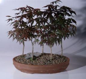Japanese Red Maple Bonsai Tree - 5 Tree Forest Group<br><i>(acer palmatum 'atropurpurea')</i>