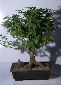 European  Hornbeam Bonsai Tree<br><i>(carpinus betulus)</i>