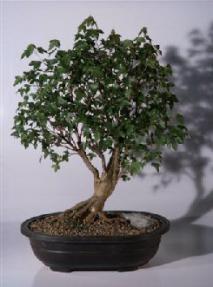 Trident Maple Bonsai Tree<br><i>(acer buergerianum)</i>