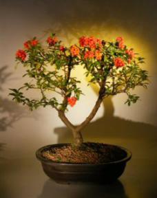 Flowering Pyracantha  Bonsai Tree <br><i>(pyracantha 'mohave')</i>