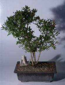 Flowering Dwarf Pomegranate Bonsai Tree<br>Multi Trunk Style<br><i>(punica granatum)</i>